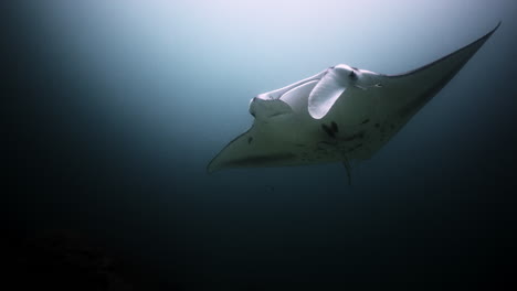 manta raya en una estación de limpieza de arrecifes de coral