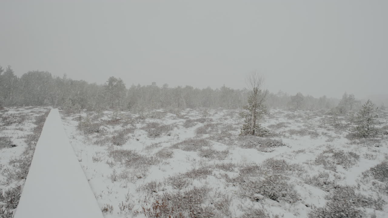 Sumpfwald Litauens im März