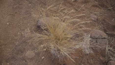 top down of wind blowing through golden grass on the desert floor in namibia