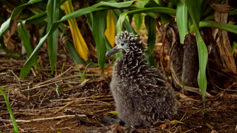el bebé albatros se relaja bajo grandes hojas verdes en cámara lenta.
