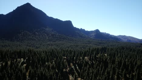 Panorama-Del-Bosque-De-Conos-En-Las-Montañas