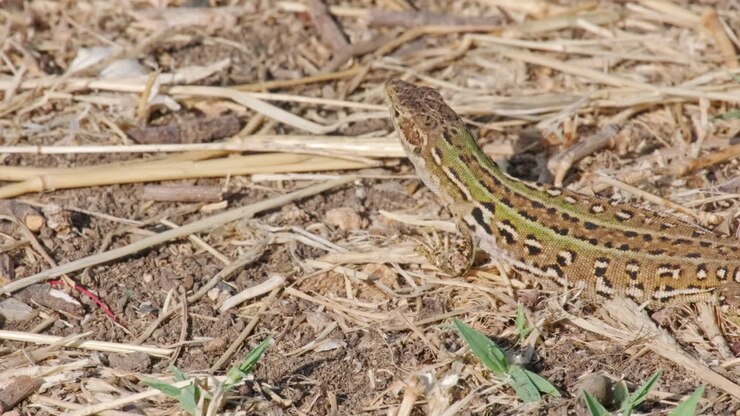 Close Up Of A Sicilian Wall Lizard Relaxing In The Ground With Dried Grass Under The Sunlight - Static Shot