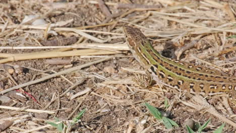 close up of a sicilian wall lizard relaxing in the ground with dried grass under the sunlight - static shot