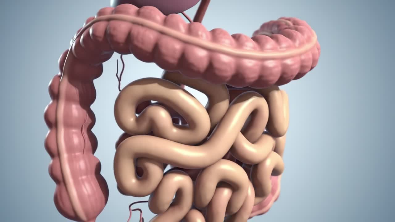 Detailed Visualization of the Digestive System's Anatomy Highlighting the Intestines and Surrounding Organs in a 3D Representation for Educational Purposes