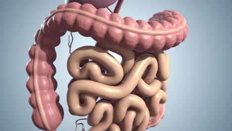 detailed visualization of the digestive system's anatomy highlighting the intestines and surrounding organs in a 3d representation for educational purposes