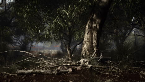 Dirt-track-through-Angophora-and-eucalyptus-forest