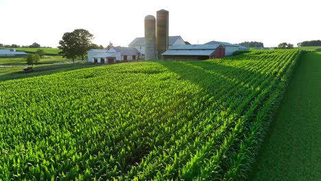 sunset over american farm with a corn field