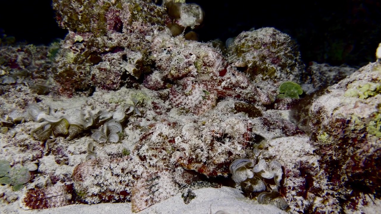 Night dive footage of two camouflaged scorpionfish resting among coral rocks in Mauritius. Excellent marine wildlife scene highlighting natural camouflage and tropical reef biodiversity.