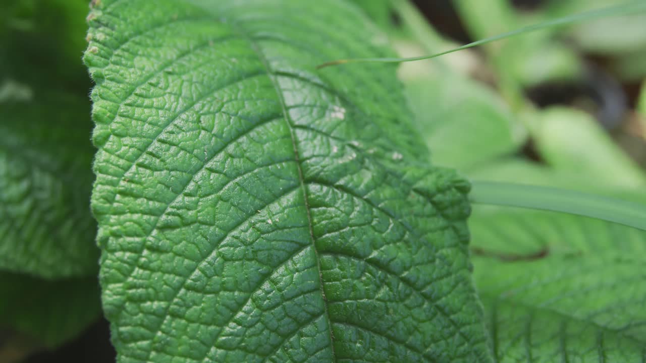 plantas en la naturaleza