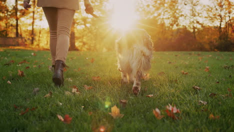 A-young-woman-walks-her-dog-in-the-park-at-sunset.-In-the-frame,-her-legs-and-pet-are-visible.-Rear-view