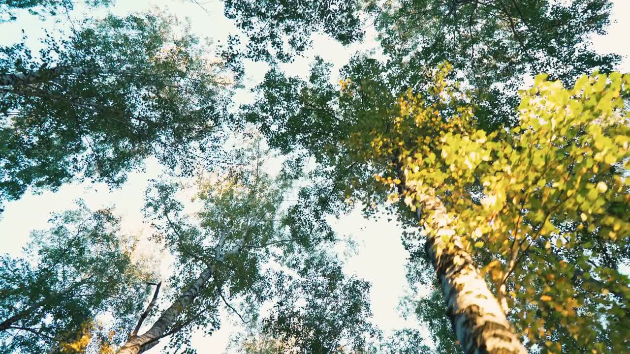 árboles girando por encima de la cabeza. pov. la persona está girando, bailando. mareos