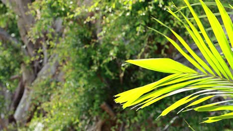 bright green palm leaves gently sway in the breeze against a lush, tropical backdrop in phuket, thailand