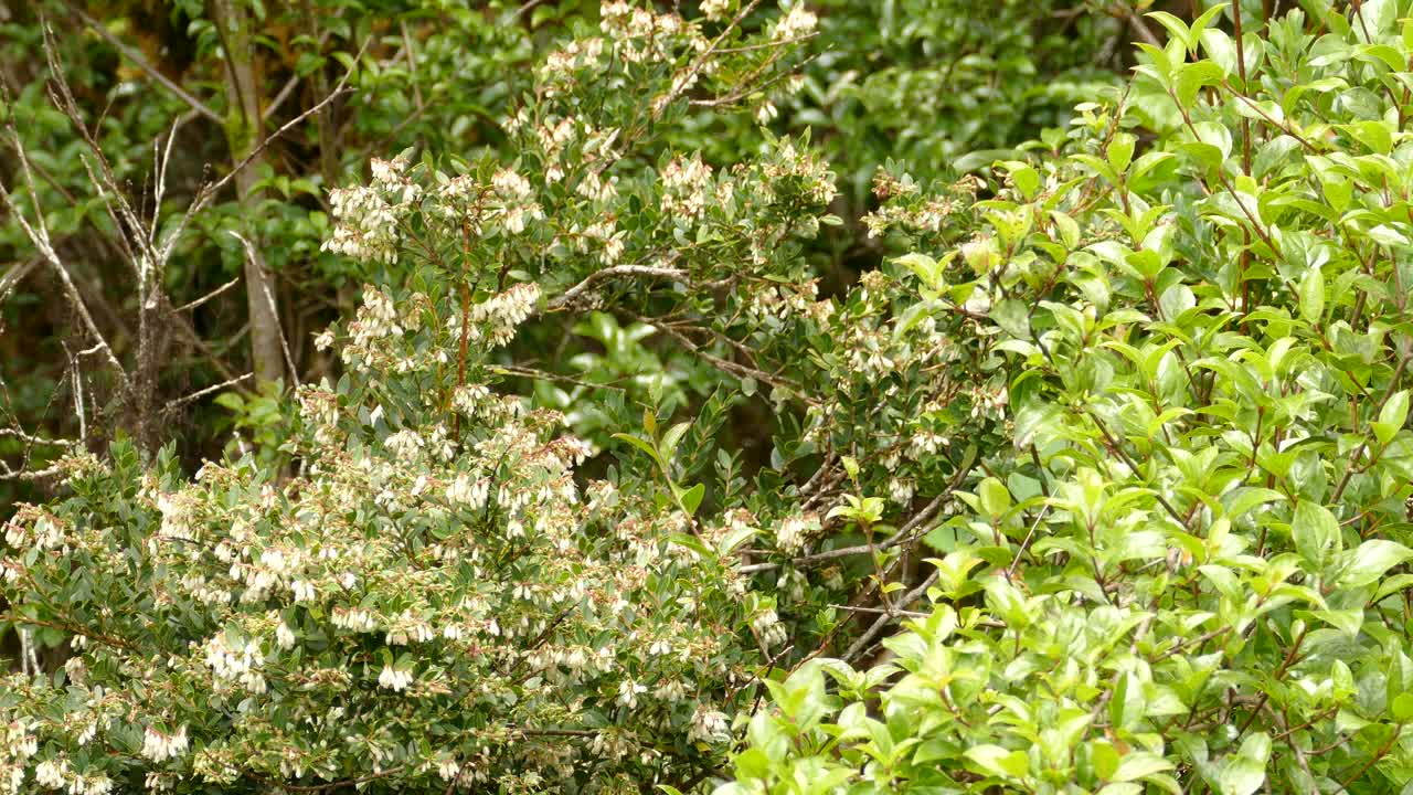 pequeños colibríes negros y verdes comiendo néctar de frutas en un bosque lluvioso