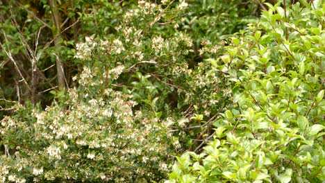 small black and green hummingbirds eating fruit nectar in a rain forest