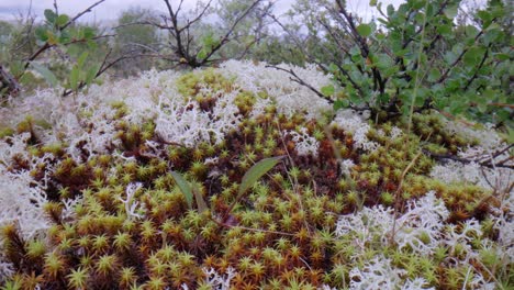 la tundra ártica, la hermosa naturaleza, el paisaje natural de noruega.