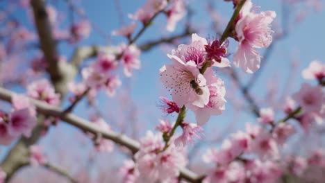 Cerrar-Abeja-Bebiendo-Néctar-De-Flores-De-Durazno-Rosa-En-La-Temporada-De-Primavera