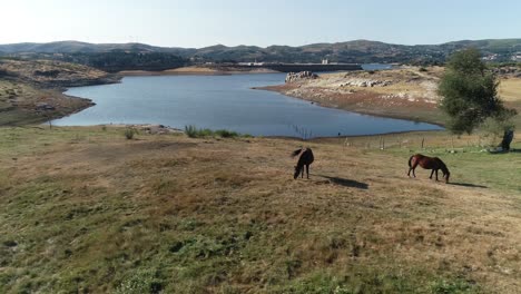 horse in nature aerial view