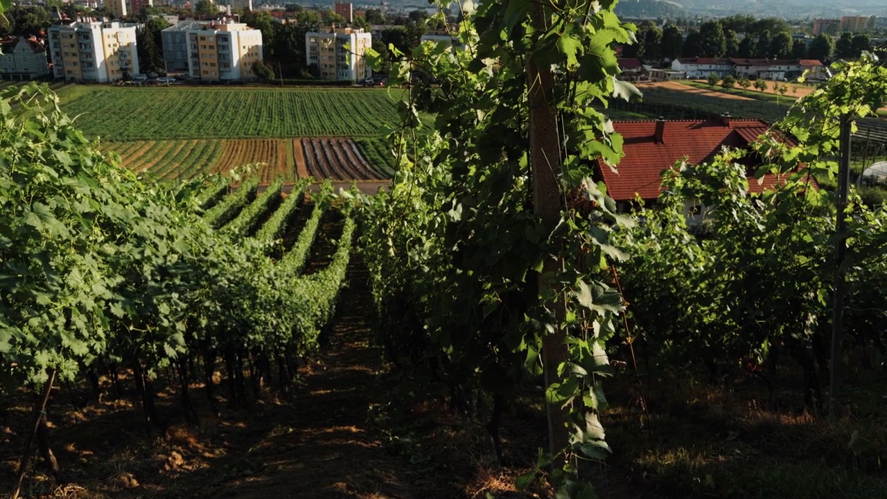 Filari di vigneti verdi coprono una collina sopra Maribor, Slovenia, affacciandosi su campi coltivati, edifici residenziali e la campagna circostante nella calda luce estiva