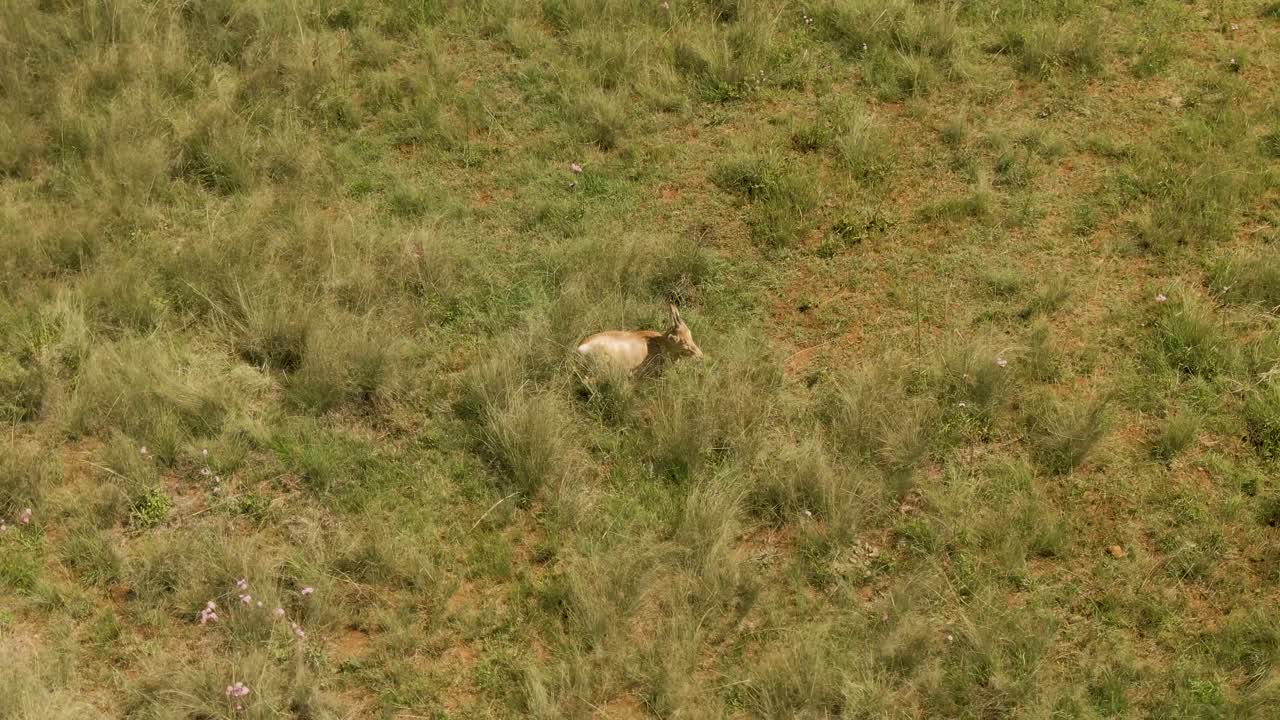imágenes de drones de un bebé antílope blesbok tendido en la hierba de verano en la naturaleza