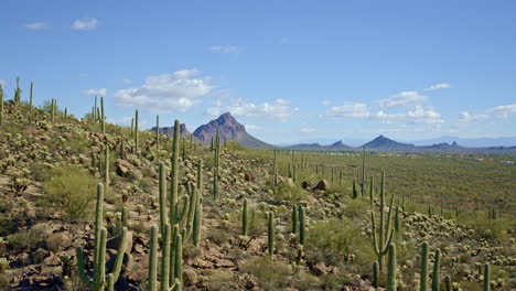 drone disparado volando sobre la montaña del desierto cubierto de cactus con tucson arizona en el valle en la distancia detrás de los cactus