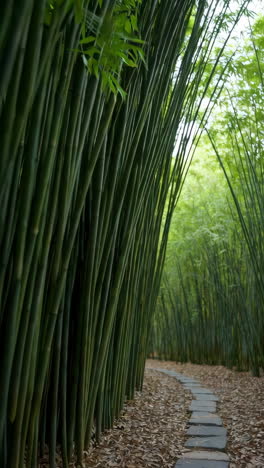 bamboo forest pathway