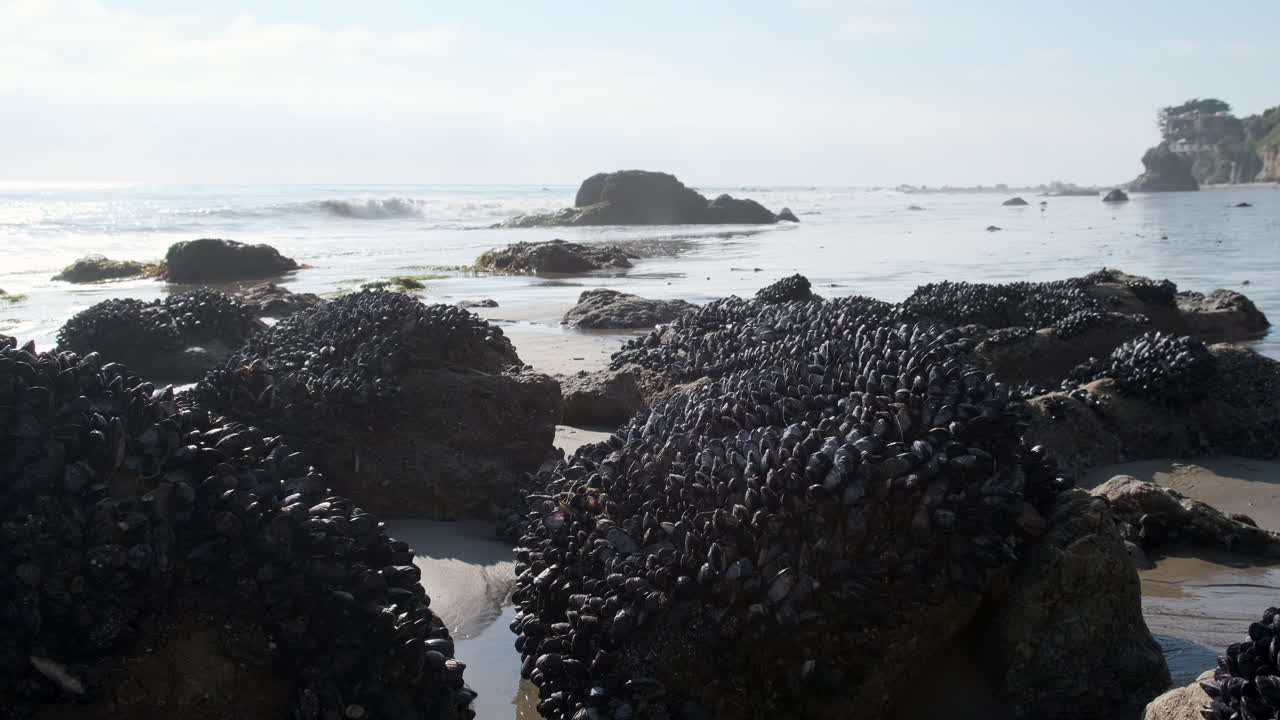 rocas cubiertas de mejillones en la playa de california