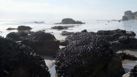 Mit-Muscheln-Bedeckte-Felsen-Am-Kalifornischen-Strand