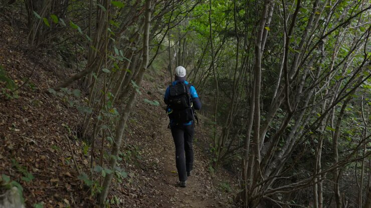 Rear view man with backpack walks on peaceful nature trail through young trees