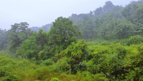 thick dense forest during rainy season. panning right