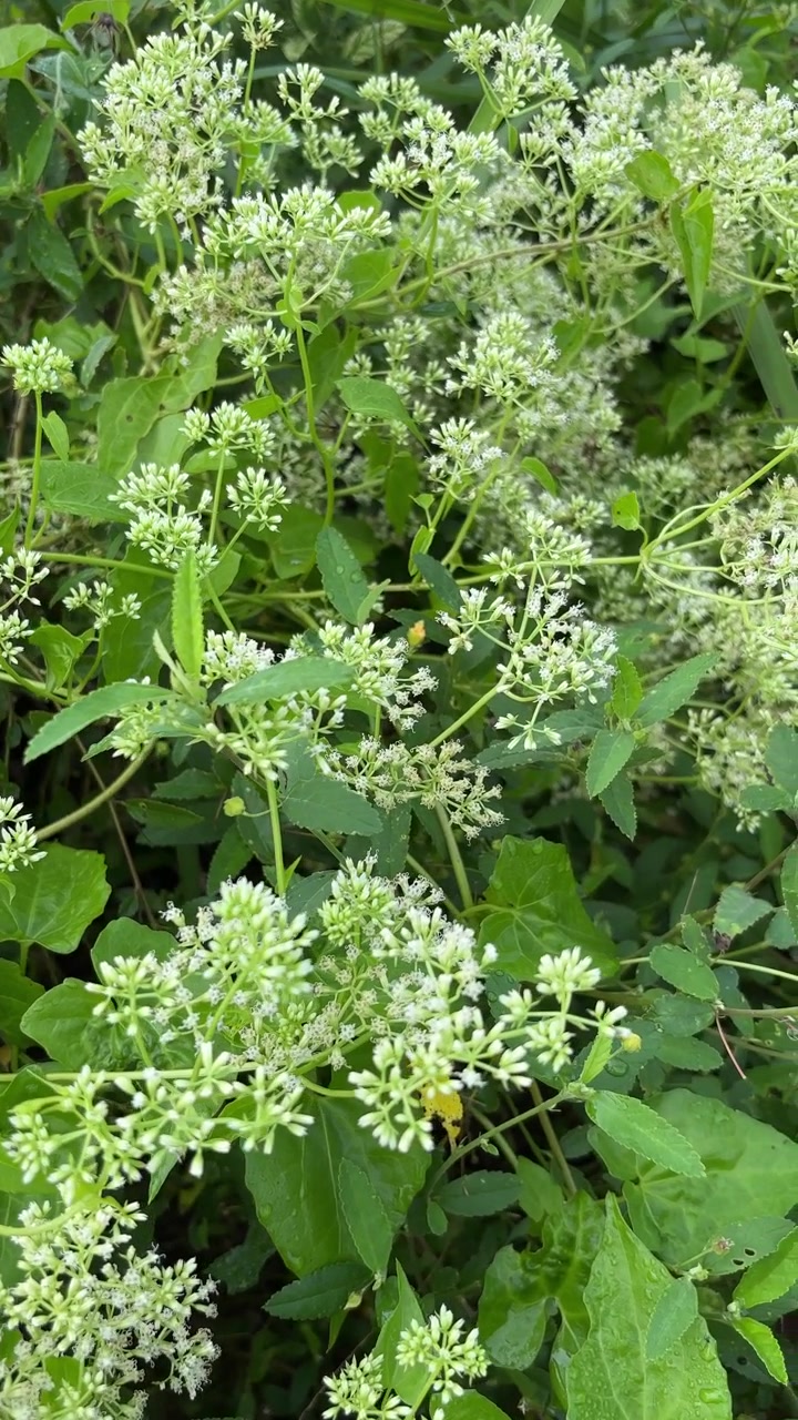 Lush Green Plants with Delicate White Flowers and Dew Drops