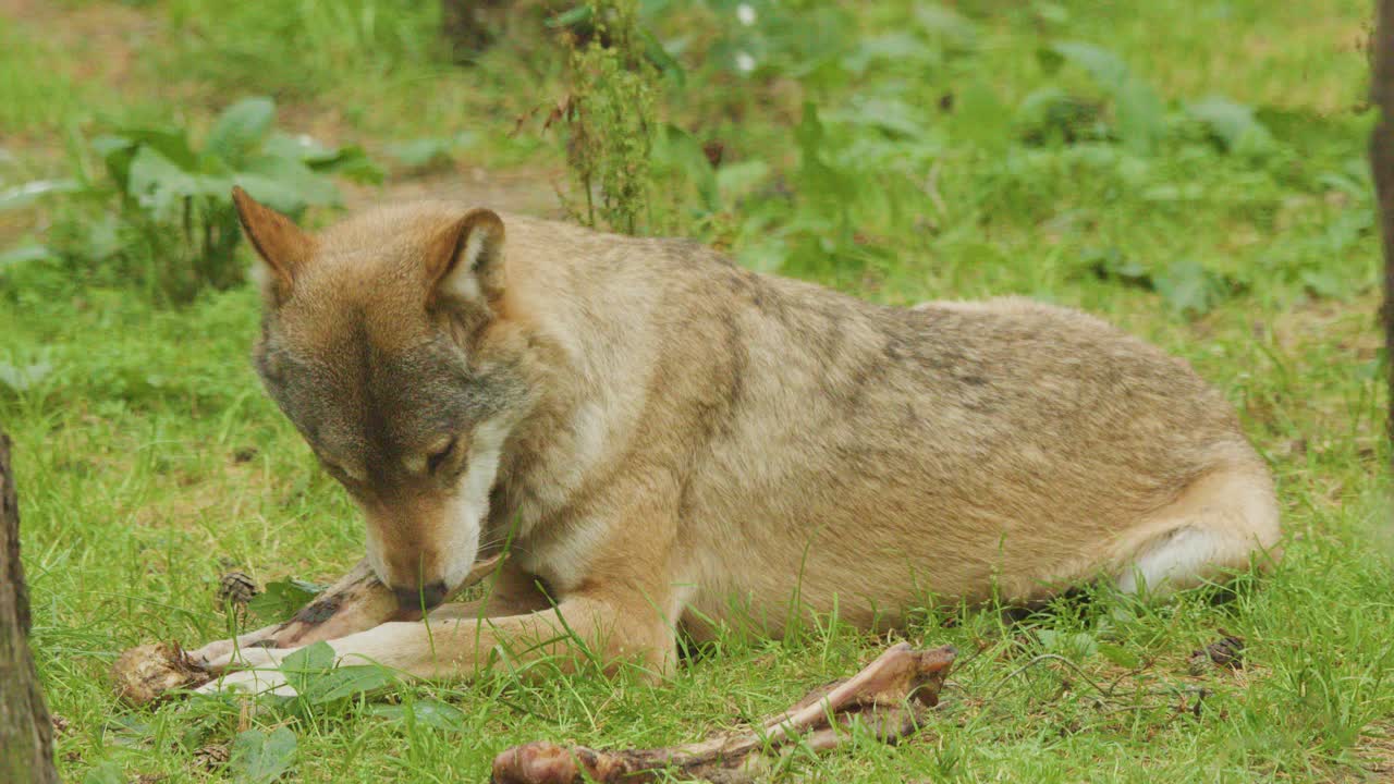European wolf gnawing a bone on grassy forest floor in soft daylight, side profile view
