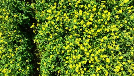 aerial view of a yellow flower field with wind turbines in the background