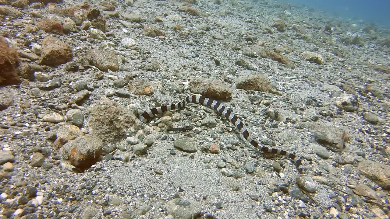 una anguila serpiente anillada cazando a su presa bajo las rocas