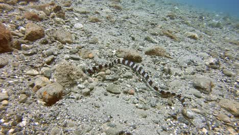 Una-Anguila-Serpiente-Anillada-Cazando-A-Su-Presa-Bajo-Las-Rocas