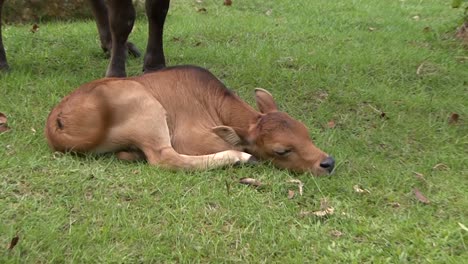 cow and young calf in the park