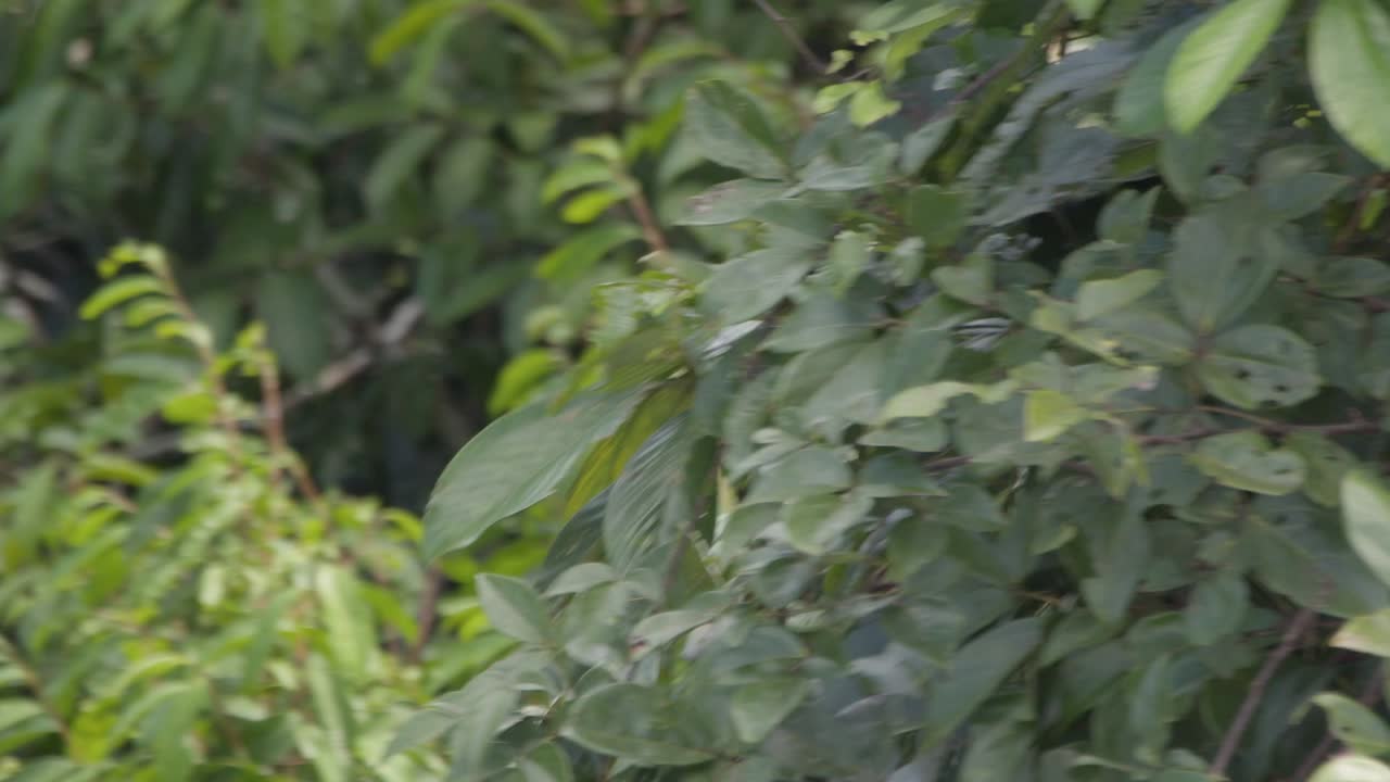 mono aullador saltando a través del dosel de la selva en la reserva nacional de tambopata, perú