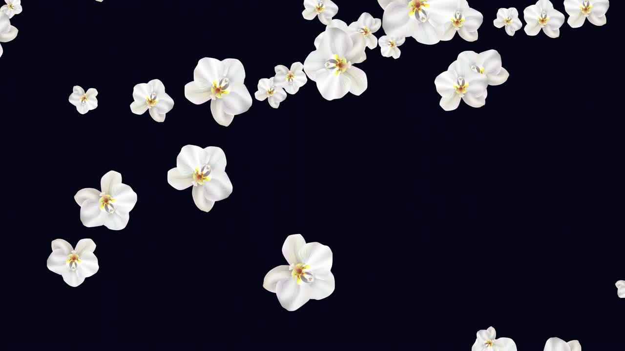 색 파라에노프시스 오키디가 꽃을 피우는 애니메이션: 검은색에 열대 오키디 꽃을 가진 원활한 루프 패턴: 결혼식, 발렌타인 데이, 어머니의 날을위한 이국적인 열대 꽃.