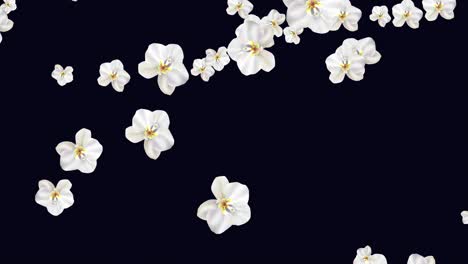 animación volando orquídeas de phalaenopsis blancas florecen. patrón de bucle sin costuras con flores de orquídea tropical en negro. flores tropicales exóticas para bodas, día de san valentín, día de la madre. gráfico de movimiento 4k