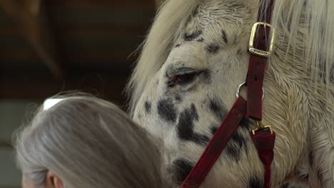 close up view a white horse head