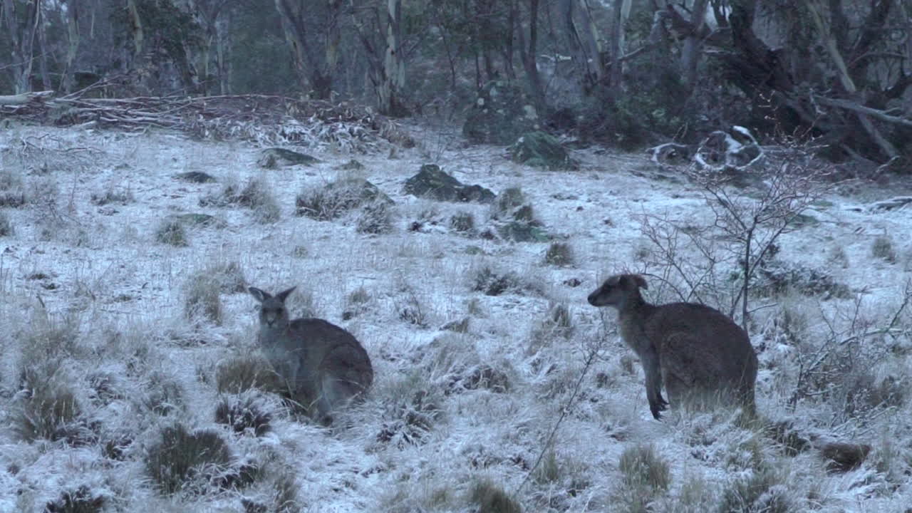 australia nevado canguro tormenta de nieve lago jindy montañas roos hermosa animal maravilloso 5 por taylor brant película