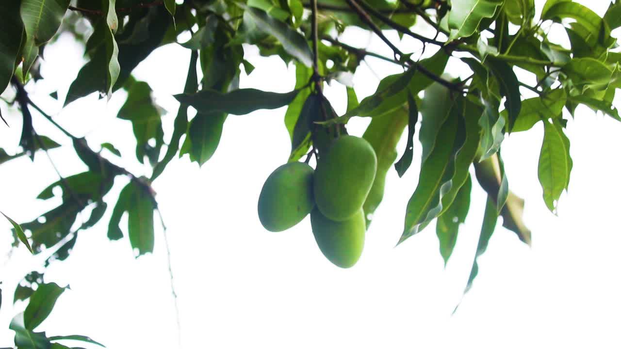 frutas de mango verdes crudas en el árbol en el jardín