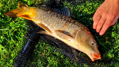 a hand touches a freshly caught carp lying on green grass