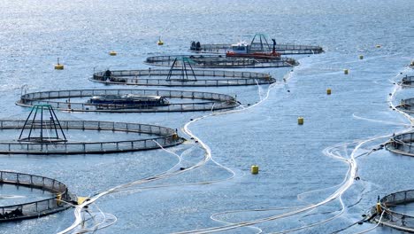 farm salmon fishing in norway