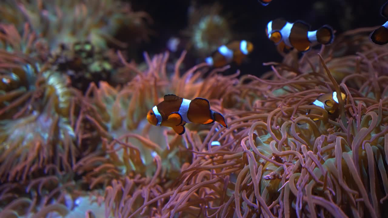 Group of orange and white striped clownfish swimming around anemone on a reef in crystal clear water