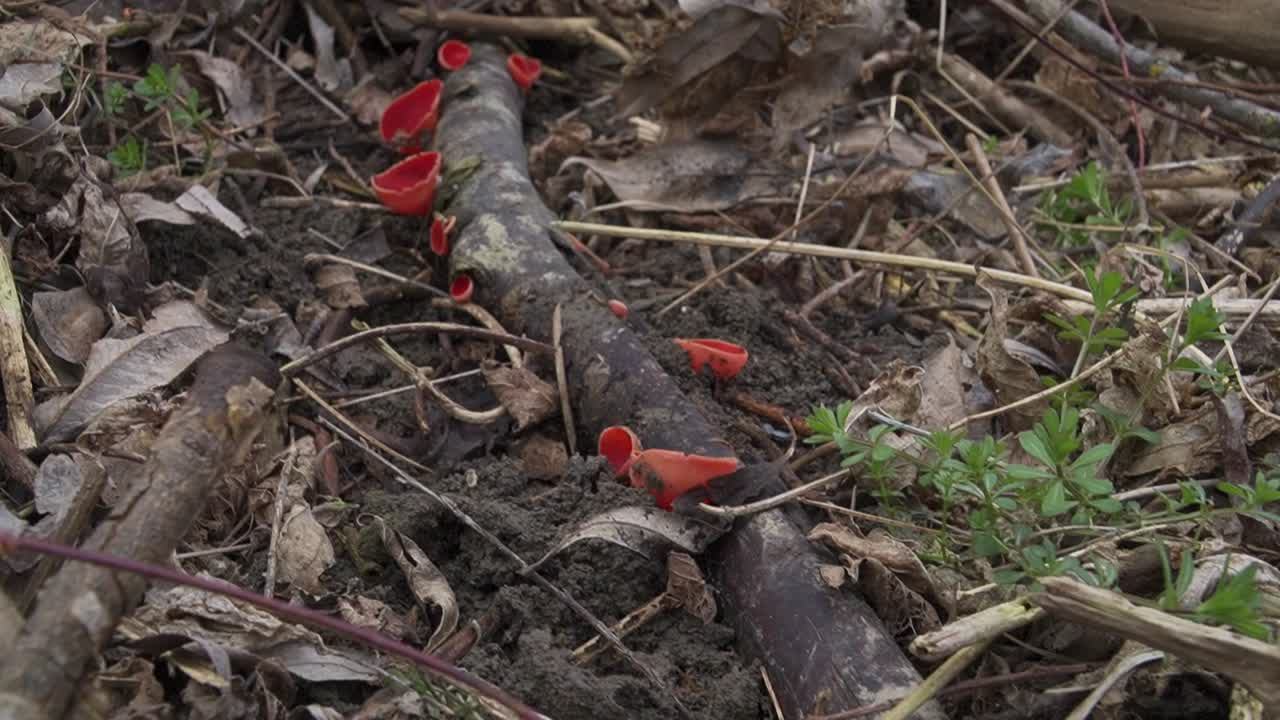 Vivid red elf cup mushrooms on a damp woodland floor with twigs and new green growth. Perfect for nature, biology, or forest-themed video projects