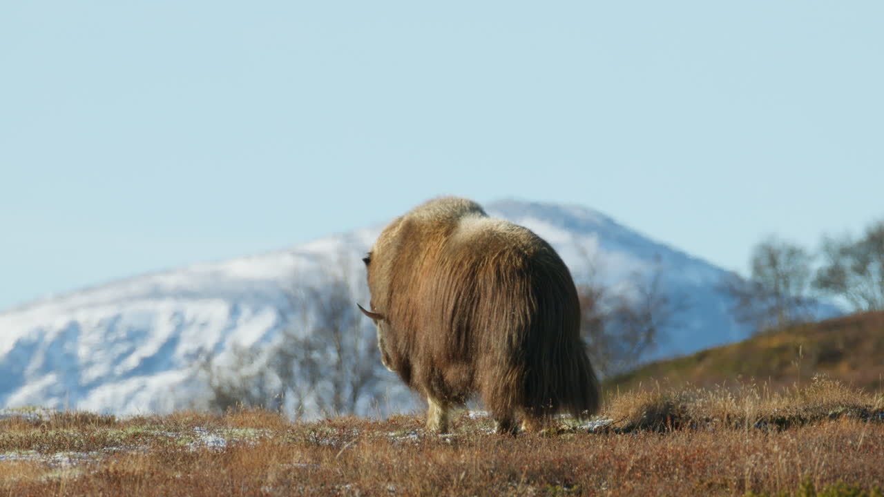 Arctic Wildlife Ovibos moschatus in the Highlands of Dovrefjell Norway