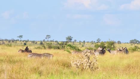 Herde-Wilder-Afrikanischer-Zebras,-Die-In-Der-Savanne-Im-Krüger-Nationalpark-Grasen