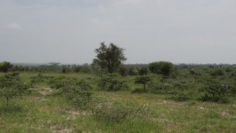 Green-Trees-On-Lush-Grassy-Landscape-In-Countryside-On-Sunny-Day