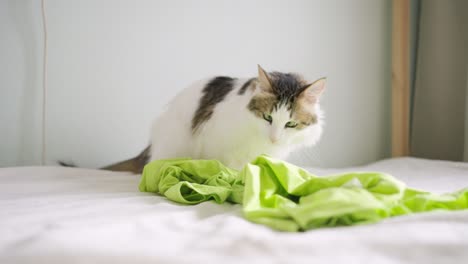 beautiful cat plays with bright green t-shirt on owner bed