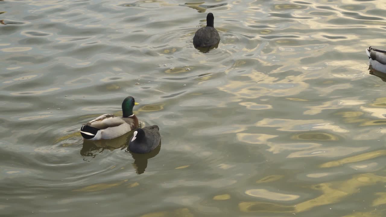 CHEW VALLEY, SOMERSET, REGNO UNITO, 30 dicembre 2019: Folaghe che camminano e nuotano nel bacino idrico di Chew Valley.